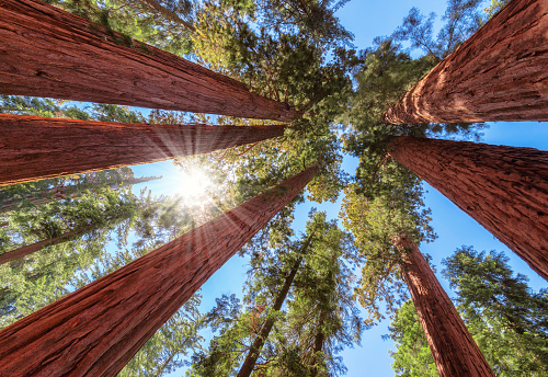 Giant sequoia trees closeup in Sequoia National Park, California