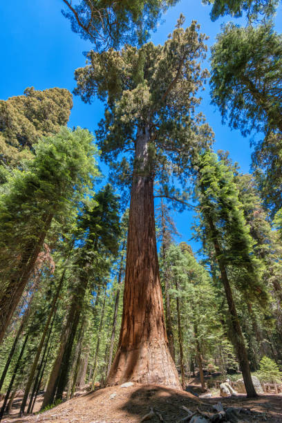 istock Giant sequoia trees at sunset in Sequoia National Park, California 1833801059