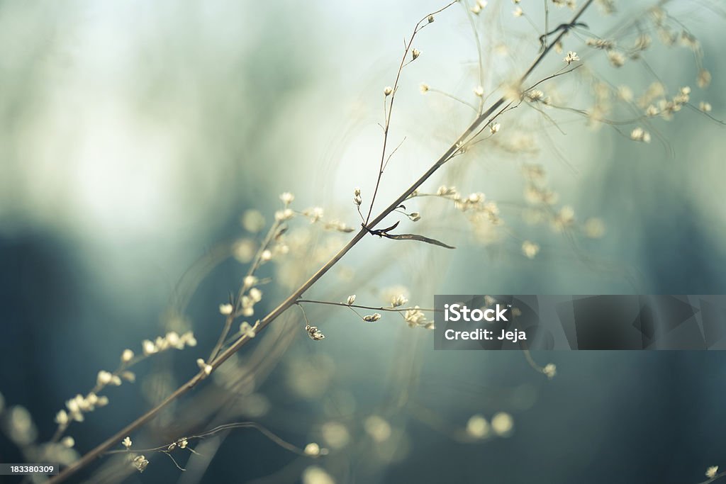 Meadow - Photo de Macrophotographie libre de droits