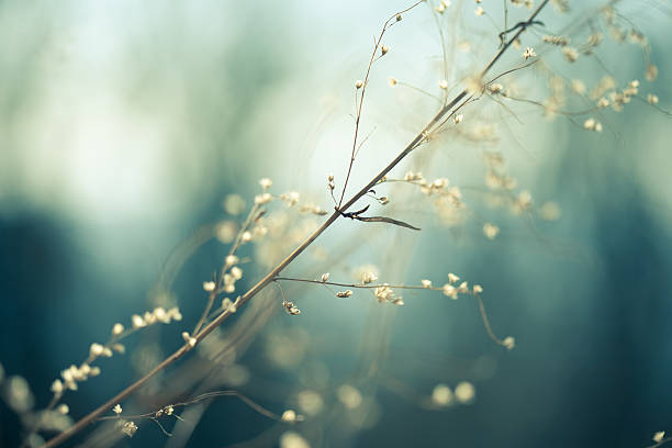 meadow - photography nature rural scene full frame - fotografias e filmes do acervo