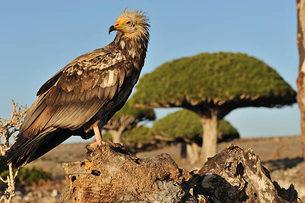 Egyptian vulture and dragon blood tree stock photo