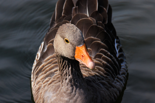 Portrait of Greylag goose swimming in lake