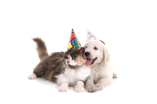 cute british shorthair cat celebrating her birthday horizontal composition