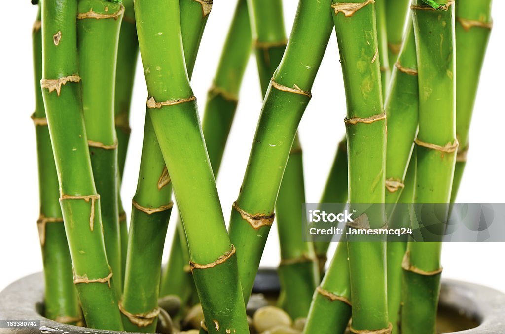 Bambu - Foto de stock de Bambu royalty-free