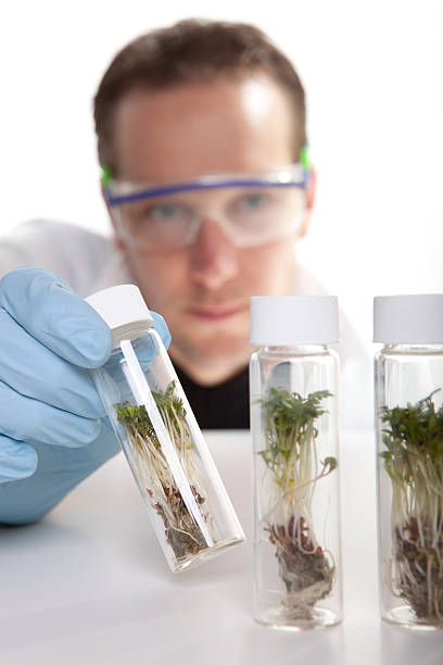 istock Food scientist busy with genetic modification. 183380784