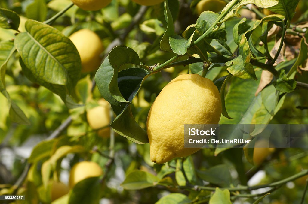 Лимонный - Стоковые фото Без людей роялти-фри