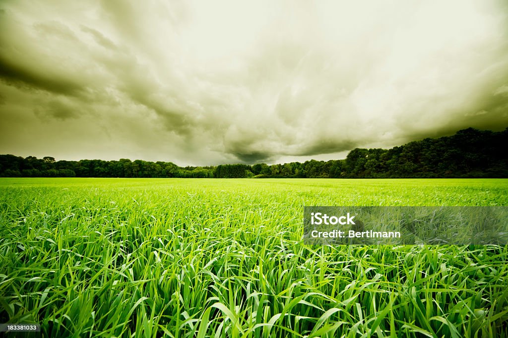 paisaje de trigo - Foto de stock de Agricultura libre de derechos