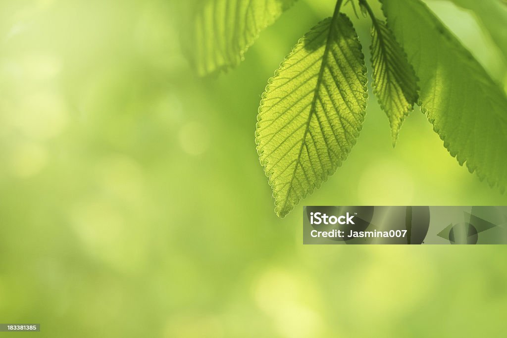 Fresh spring leaves Beauty In Nature Stock Photo