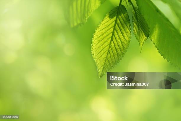 Fresh Spring Leaves Stock Photo - Download Image Now - Beauty In Nature, Beech Tree, Close-up