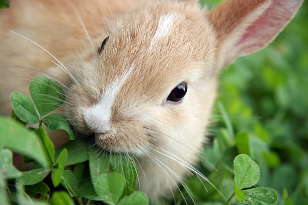 A rabbit munching the leaves of a green plant stock photo