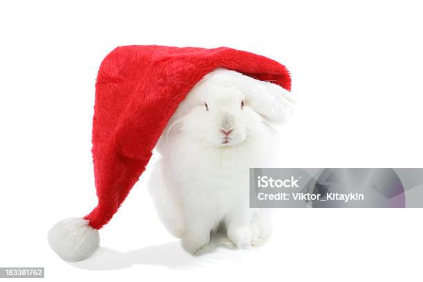 크리스마스 토끼 0명에 대한 스톡 사진 및 기타 이미지 - 0명, 동물 한 마리, 사진-이미지