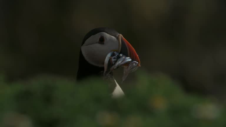 Puffin Close up Carrying Sand Eels in Front of Steep Cliff Edge Scenery, Coastal Bird Carrying Food from Behind Tall Grass, Pembrokeshire Coast National Park, Skomer Island, Wales, UK