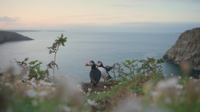 Two Puffins Watching Cloudy Atlantic Ocean Horizon Sunset with Tall Flowers and Grass on Cliff Edge, Rocky Cliff and Coastal Landscape in Pembrokeshire Coast National Park, Skomer Island, Wales, UK