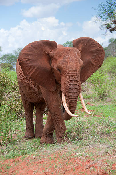 istock Elephant in Wildlife, Kenya 183381957