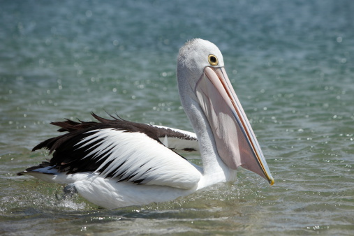 Australian pelicans are one of the largest flying birds. They have a white body and head and black wings. They have a large pink bill.