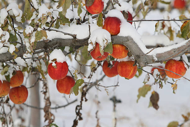 neve coperto di frutta - spartan apple foto e immagini stock