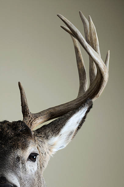 Half Whitetail deer Kopf – Foto