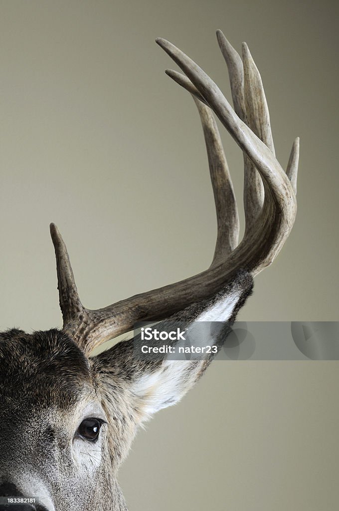 Media Whitetail deer de - Foto de stock de Ciervo libre de derechos