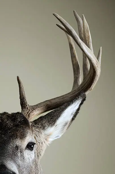 "A close up of a potion of a taxidermy Whitetail Deer head, showing eye, ear, and half rack."