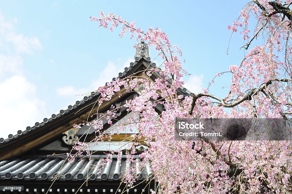 Fleur de cerisier, à Kyoto, Japon - Photo de Fleur de cerisier libre de droits