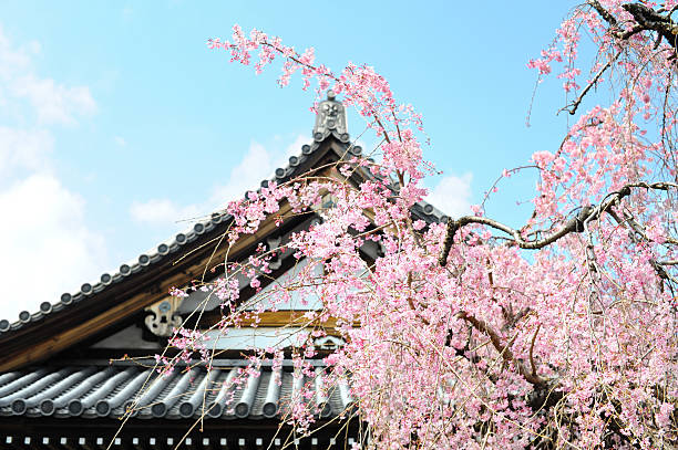 istock Cherry Blossom in Kyoto, Japan 183382209