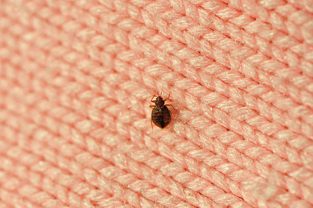 A single bed bug on a blanket fiber real bed bug on wool knitwear, good details on enlarge view bloodsucking photos stock pictures, royalty-free photos & images
