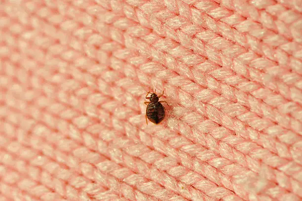 Photo of A single bed bug on a blanket fiber