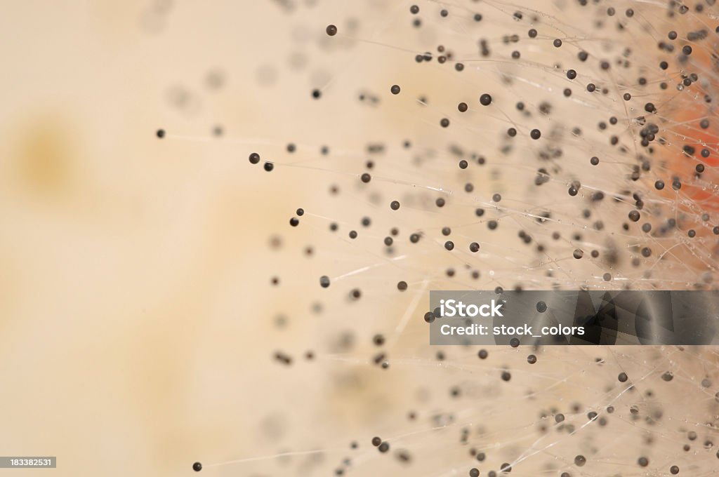 Шаблон spores - Стоковые фото Плесень роялти-фри
