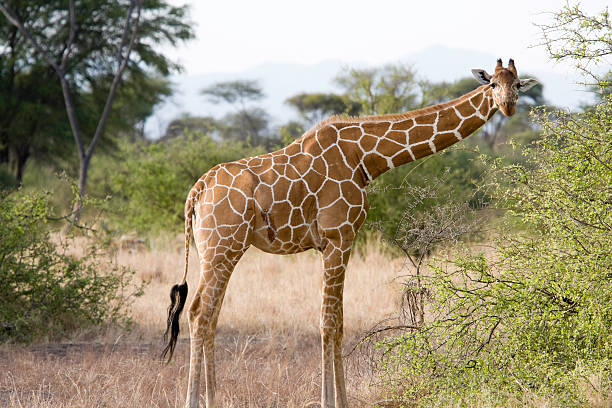 Reticulated Giraffe stock photo