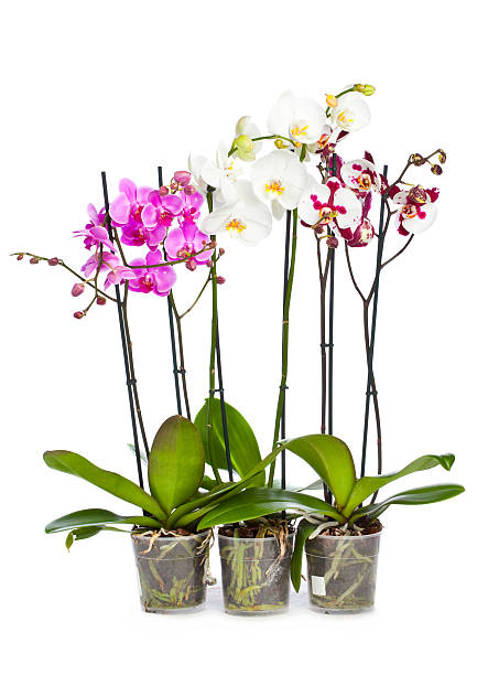 Orchid Orchid isolated on white potted orchid stock pictures, royalty-free photos & images