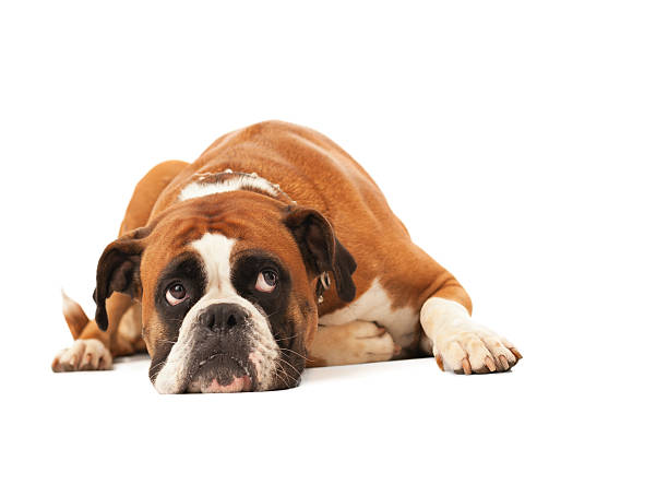 English bulldog lying down and looking up Sad dog lying down and looking up against white background lying down stock pictures, royalty-free photos & images