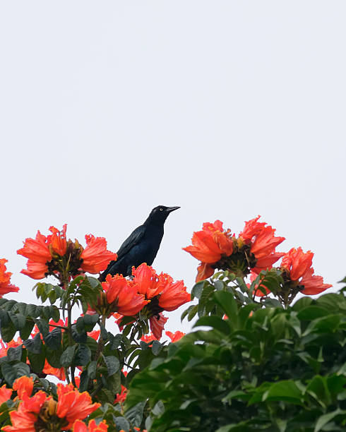 istock Great-tailed Grackle, Quiscalus mexicanus, On Hibiscus 183383306