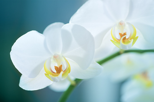 Two white orchid flowers on blue background