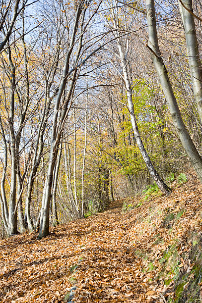 istock Footpath In The Autumn Wood 183384136
