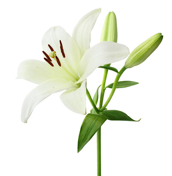 giglio isolato - lily white flower single flower foto e immagini stock