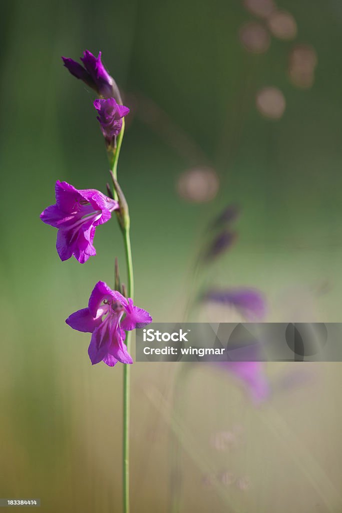 Gladíolo flor selvagem - Foto de stock de Beleza royalty-free