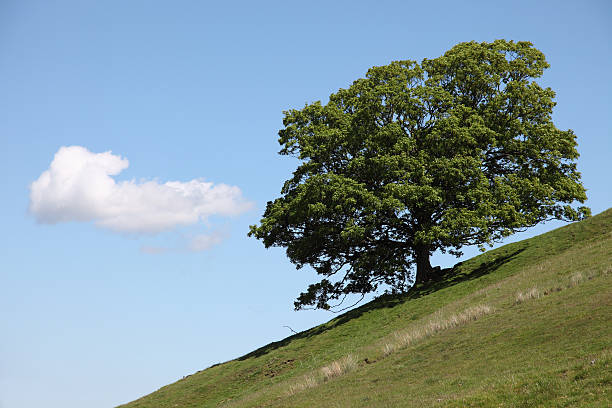 istock Majestic Oak on hillside with single cumulous cloud 183384426