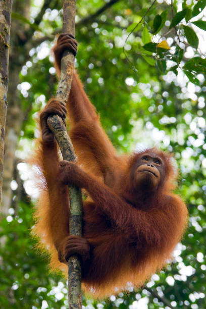 istock An orangutan in Borneo in Malaysia 183384654