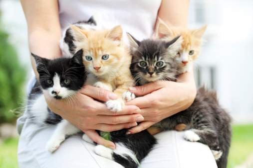 Person holding group of a little cats in arms.