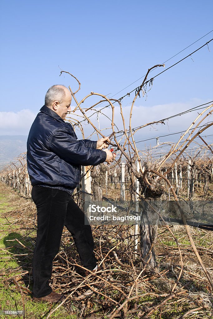 Wineyard view - Foto de stock de Agricultura royalty-free