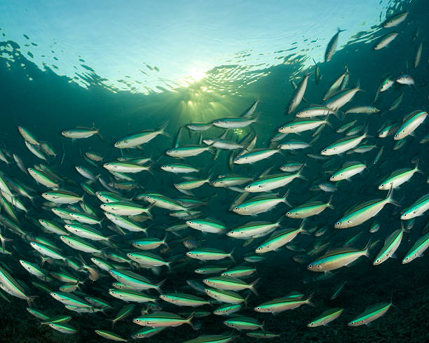 desenfoque shoal de peces al atardecer con hermosos sunbeams - indian ocean flash fotografías e imágenes de stock