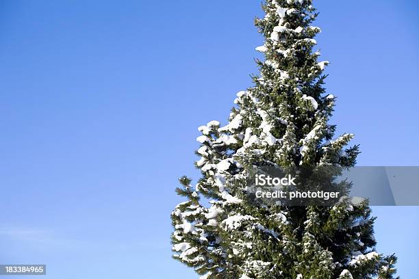 Foto de Árvore e mais fotos de stock de Azul - Azul, Céu - Fenômeno natural, Dia