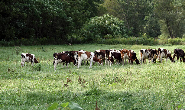 istock Calves grazing in the pasture 183384976