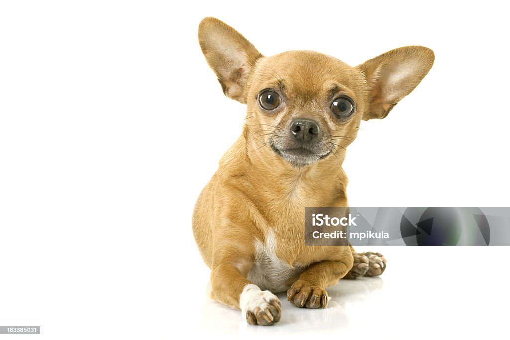 chihuahua - Foto de stock de Chihuahua - Perro de pura raza libre de derechos