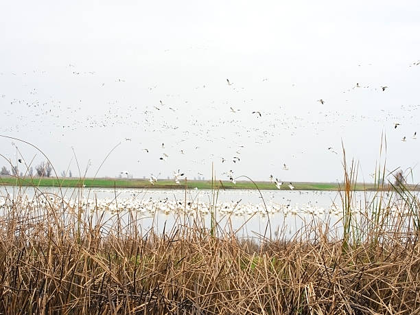 istock Wildlife Bird Refuge 183385173