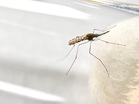A close up of Anopheles spp. mosquito a vector for malaria