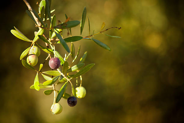 olives подвесками на филиал - olive tree olive oil tree california стоковые фото и изображения