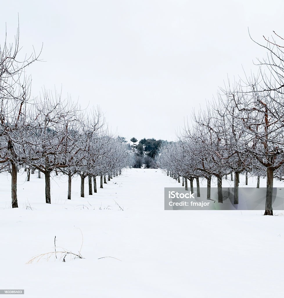 Alberi di mele - Foto stock royalty-free di Agricoltura