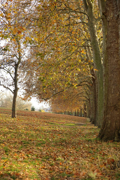 istock Hackney Downs in East London UK 1833856390