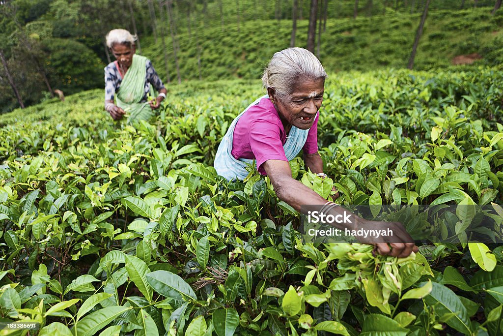 Tamil Chá pickers recolher folhas, Sri Lanka - Royalty-free Adulto Foto de stock